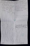 Asproinocybe nodulospora image
