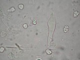 Asproinocybe nodulospora image