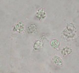 Asproinocybe nodulospora image