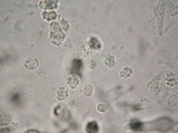 Asproinocybe nodulospora image
