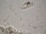 Asproinocybe nodulospora image