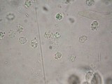Asproinocybe nodulospora image