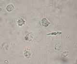 Asproinocybe nodulospora image