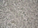 Amanita tecomate image