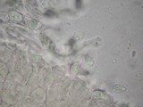 Amanita tecomate image