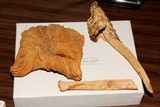 Amanita tecomate image