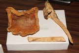 Amanita tecomate image