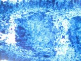 Amanita basii image