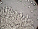 Amanita basii image