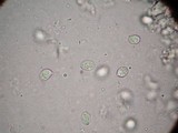 Amanita basii image