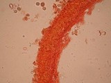 Amanita tullossii image