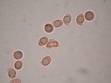 Amanita tullossii image