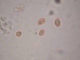Amanita tullossii image