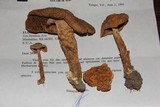 Amanita populiphila image