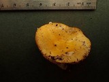 Russula flava image