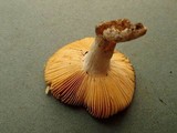 Russula flava image