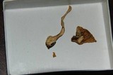 Amanita silvatica image