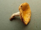 Russula flava image