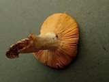 Russula flava image