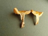 Russula flava image