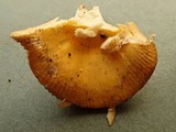 Russula flava image