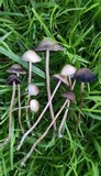 Panaeolus cinctulus image