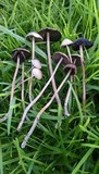 Panaeolus cinctulus image