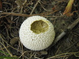 Lycoperdon echinatum image