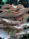Fomitopsis iberica image