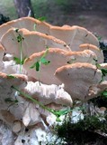 Fomitopsis iberica image
