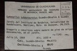 Gymnopilus subpurpuratus image