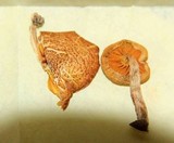 Gymnopilus subpurpuratus image