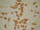 Gymnopilus subpurpuratus image