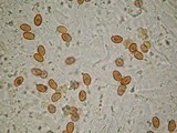 Gymnopilus subpurpuratus image