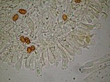 Gymnopilus subpurpuratus image
