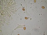 Gymnopilus subpurpuratus image