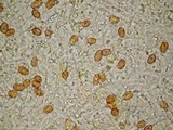 Gymnopilus subpurpuratus image