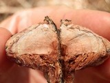 Fomitopsis rosea image