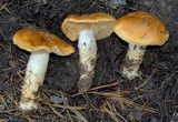 Cortinarius mucosus image