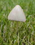 Conocybe apala image