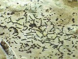 Anisomeridium biforme image