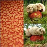 Boletus rhodoxanthus image