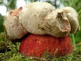 Boletus rhodoxanthus image