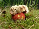 Boletus rhodoxanthus image