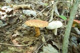 Hypomyces completus image