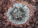 Physcia subtilis image