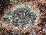 Physcia subtilis image