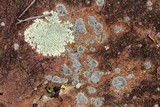 Physcia subtilis image