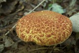 Hypomyces completus image