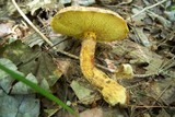 Hypomyces completus image